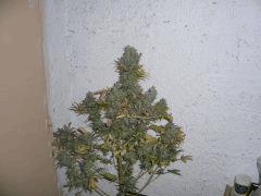 CIMG4729