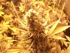 CIMG4687