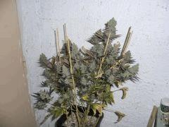 CIMG4722