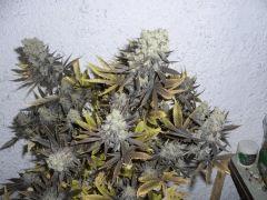 CIMG4709