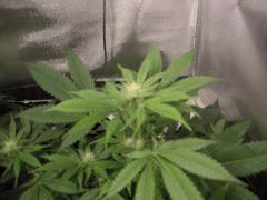 CIMG4607