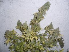 CIMG4713