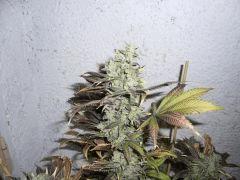 CIMG4728