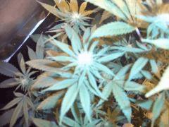CIMG4609