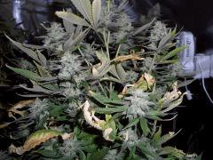 CIMG4682