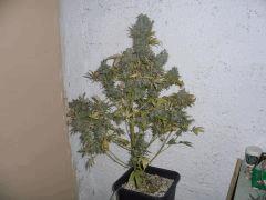 CIMG4730