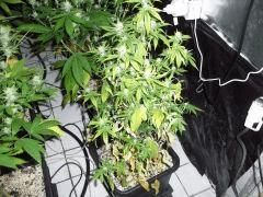 CIMG4631