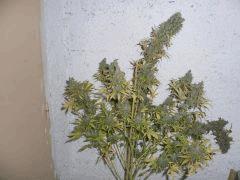 CIMG4715