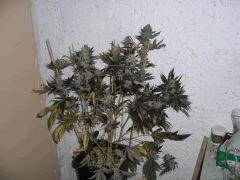 CIMG4724