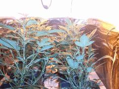 CIMG4594