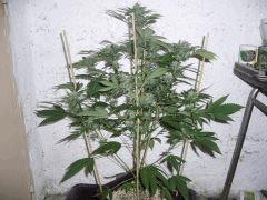 CIMG4622