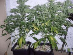 CIMG4619