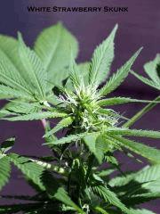 White Strawberry Skunk