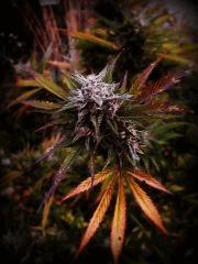 Green Crack