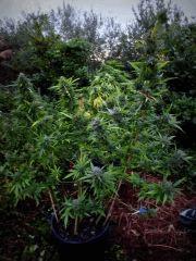 DSCF8409