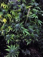 White Strawberry Skunk (Strain Hunters)