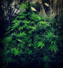 Inconnue (Frisian Dew ? )