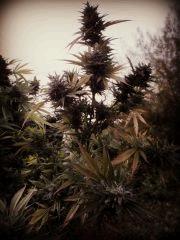 Green Crack