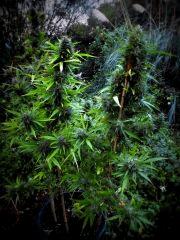Frisian Dew et Easy Sativa