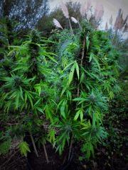 DSCF8367