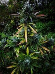Green Crack