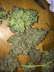 irie buds en plein curing