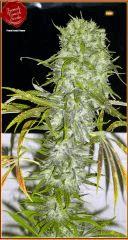 IRIE FTS