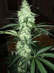Irie en pot de 6l + Guano