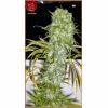 IRIE FTS