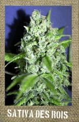 sativa Des rois