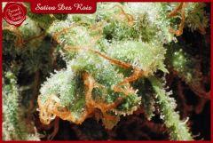 zoom Sativadesrois