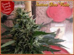 Sativa des rois