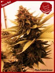 douce nuit frenchgrower