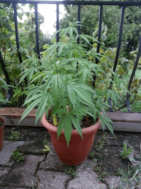 mes plantes