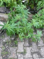 20140804 070343