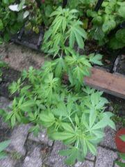 20140804 070330