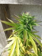20140928 164104 (Small)