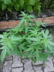 20140804 070311