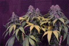 CBD1 resultat