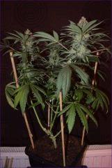 Tangie2 1