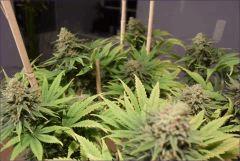 Flo 53 cbd1 2
