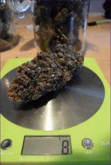 Shoreline Nug
