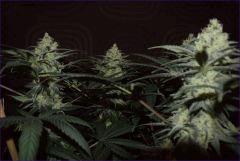 Tangie2 2