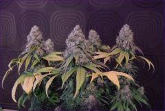 skunk1
