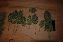 Ak Cut