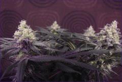 Tangie3 3
