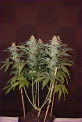 CBDSkunk1