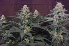 CBDSkunk1 2