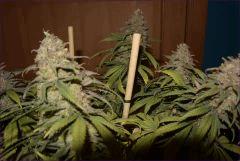 cbd2