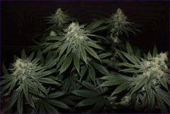 Tangie1 3